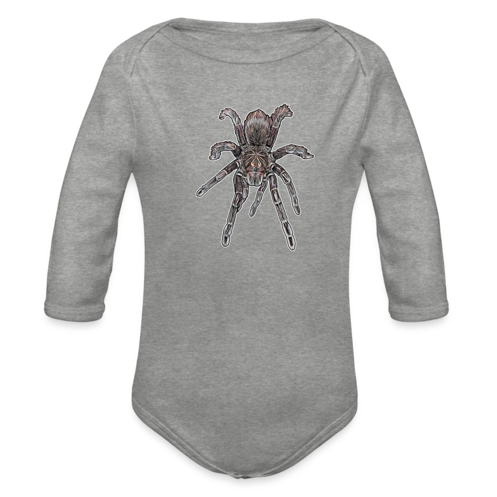 Baby Body lang Pamphobeteus sp Machala juvenile - Grau meliert