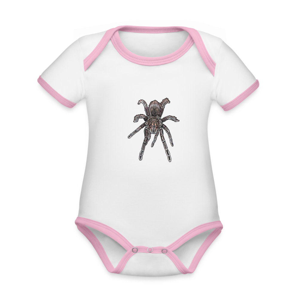 Baby Kontrastbody kurz Pamphobeteus sp Machala juvenile - Weiß/Rose