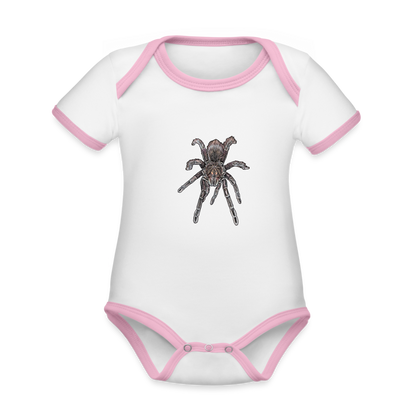 Baby Kontrastbody kurz Pamphobeteus sp Machala juvenile - Weiß/Rose