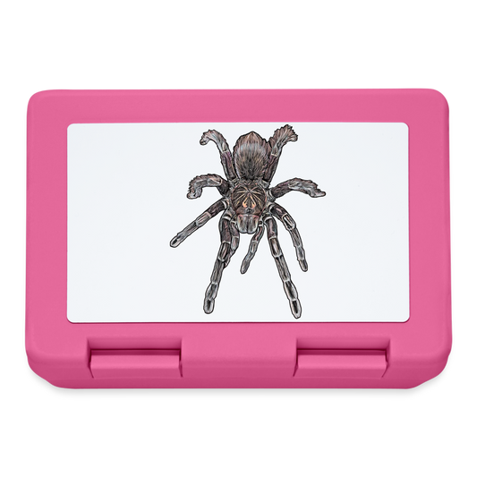 Lunchbox Pamphobeteus sp Machala juvenile - Pink