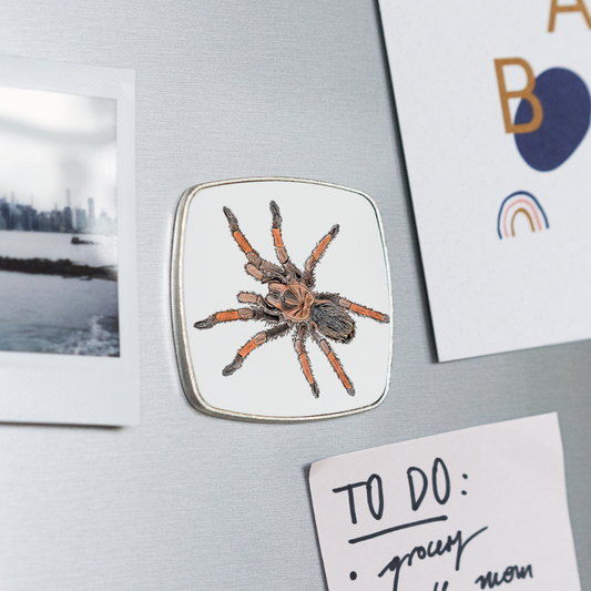 Kühlschrankmagnet eckig Brachypelma emilia - weiß