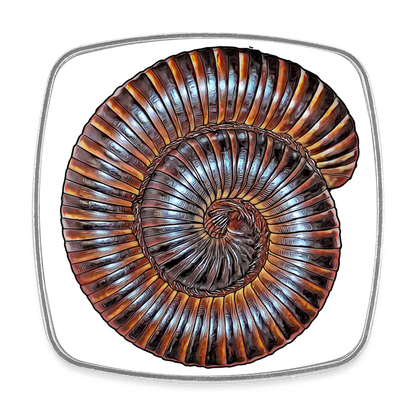 Kühlschrankmagnet eckig Archispirostreptus gigas - weiß