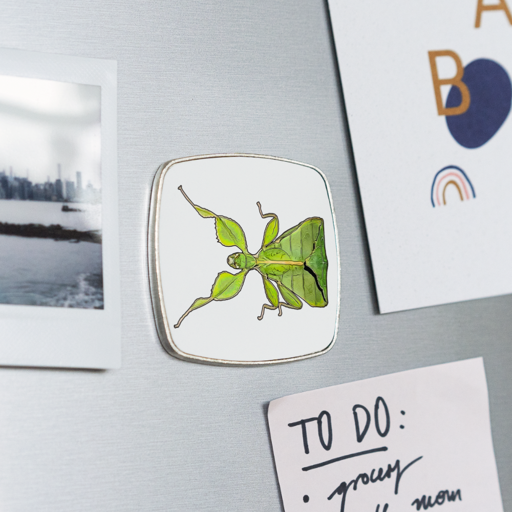 Kühlschrankmagnet eckig Phyllium philippinicum female - weiß