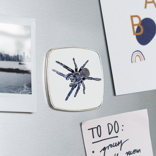 Kühlschrankmagnet eckig Pterinopelma sazimai - weiß