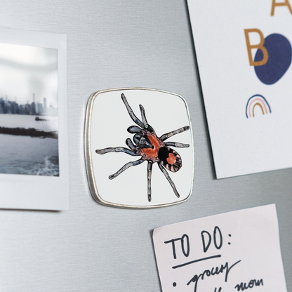 Kühlschrankmagnet eckig Cyriocosmus elegans - weiß