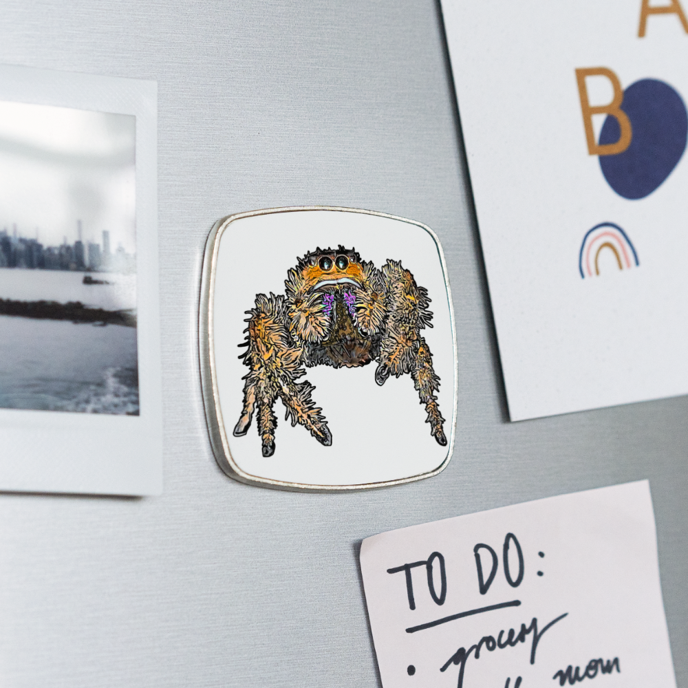 Kühlschrankmagnet eckig Phidippus regius Everglades female - weiß