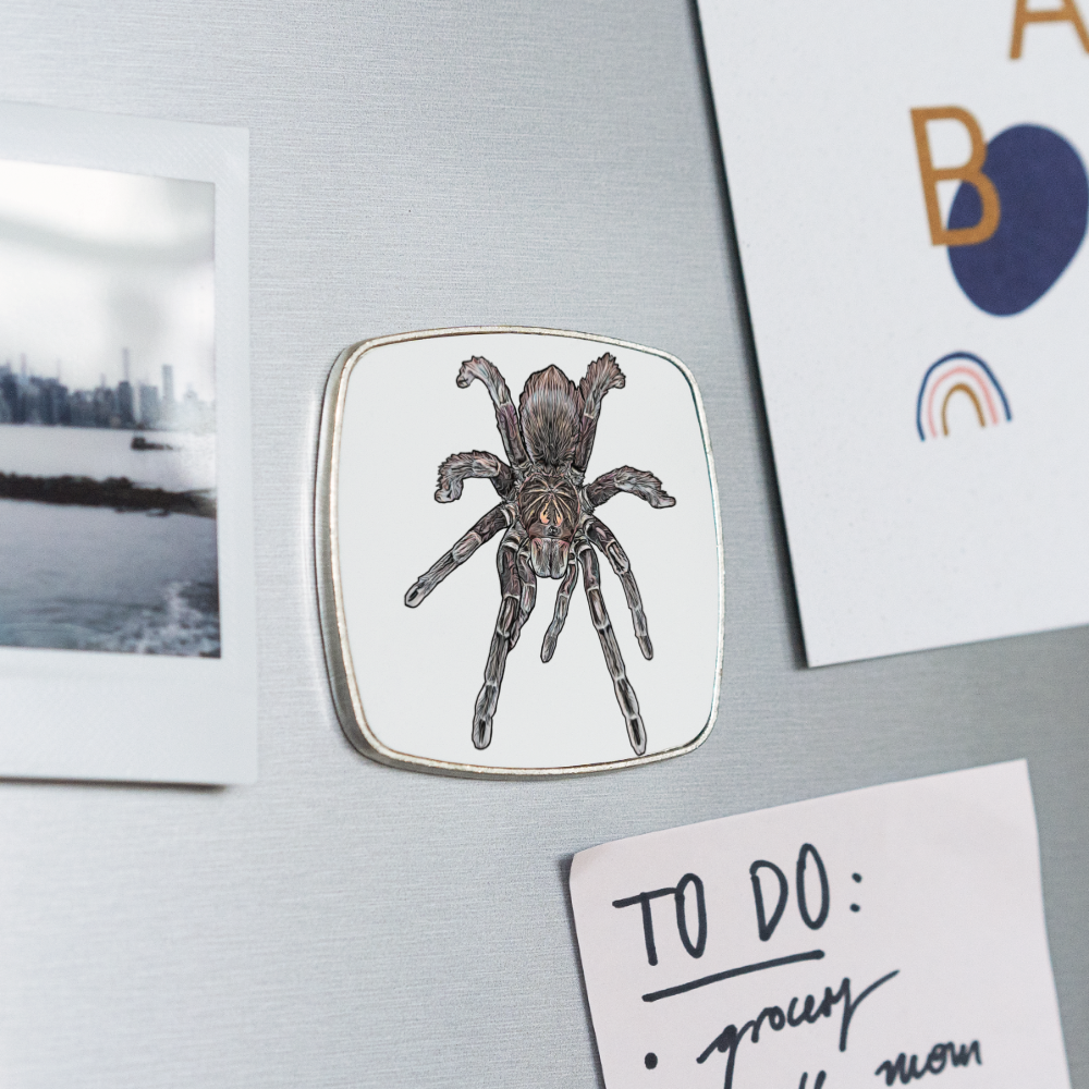 Kühlschrankmagnet eckig Pamphobeteus sp Machala juvenile - weiß