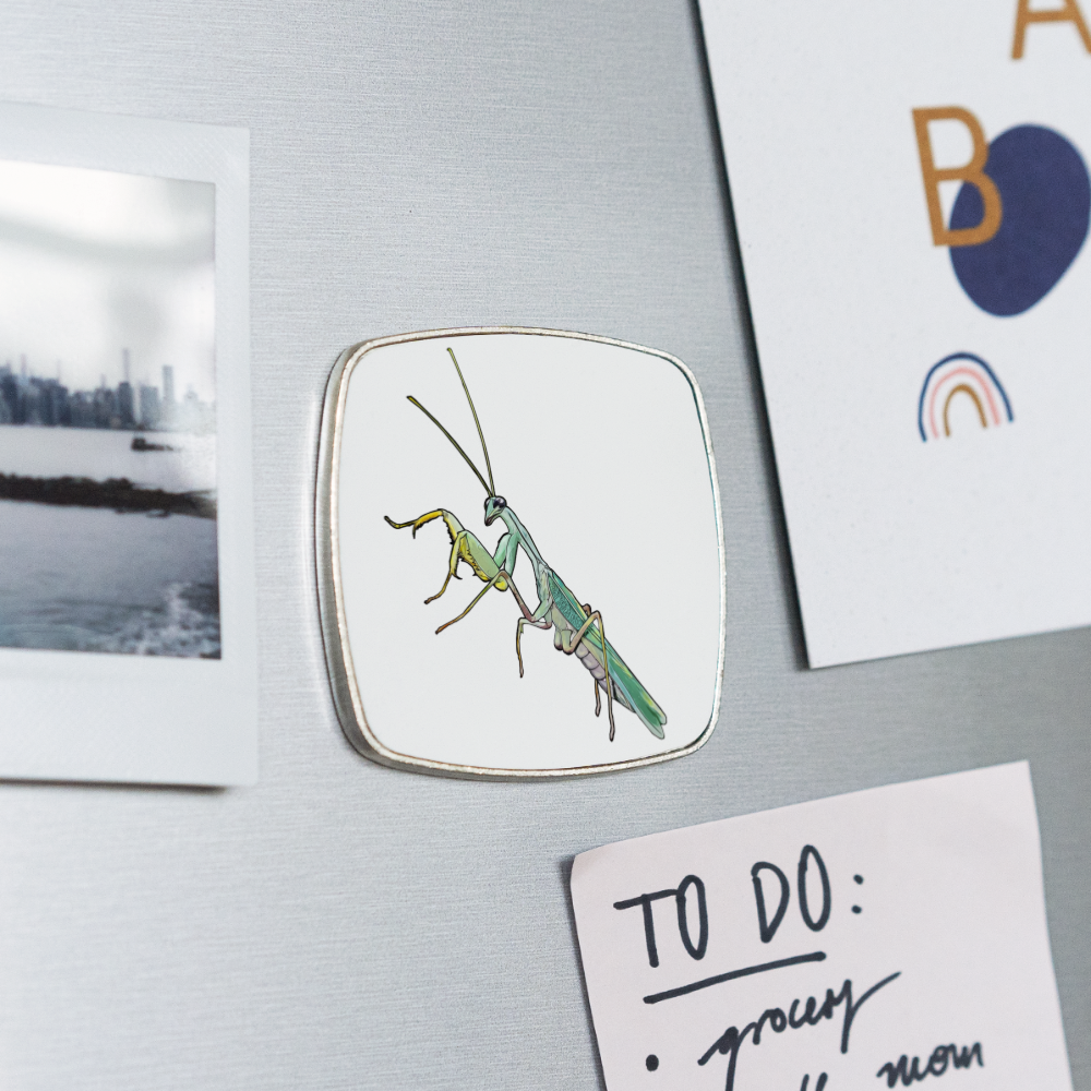 Kühlschrankmagnet eckig Sphodromantis lineola male - weiß