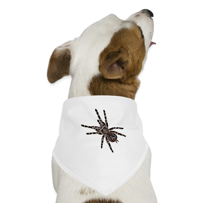 Hunde-Bandana Acanthoscurria geniculata - weiß