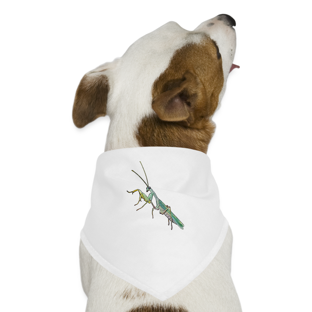 Hunde-Bandana Sphodromantis lineola male - weiß