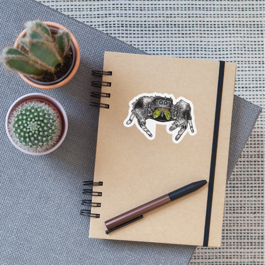 Sticker Phidippus regius Rastafari male - Mattweiß
