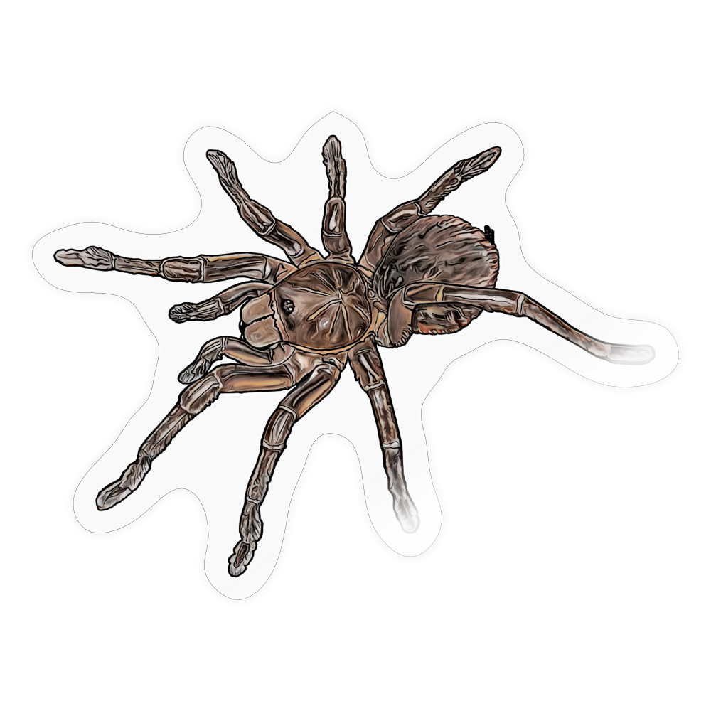 Sticker Theraphosa stirmi juvenile - Transparent glänzend