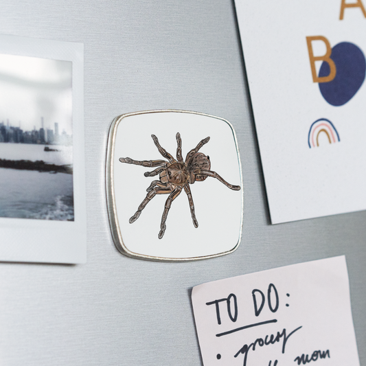 Kühlschrankmagnet eckig Theraphosa stirmi juvenile - weiß