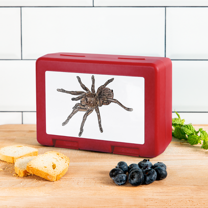 Lunchbox Theraphosa stirmi juvenile - Rot