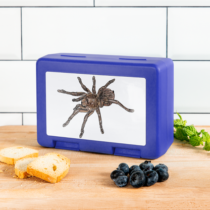 Lunchbox Theraphosa stirmi juvenile - Royalblau