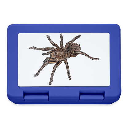 Lunchbox Theraphosa stirmi juvenile - Royalblau