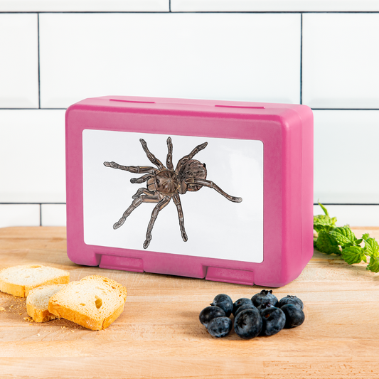 Lunchbox Theraphosa stirmi juvenile - Pink