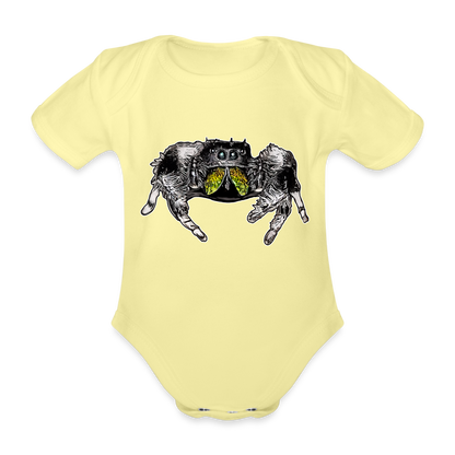 Baby Body kurz Phidippus regius Rastafari male - Hellgelb