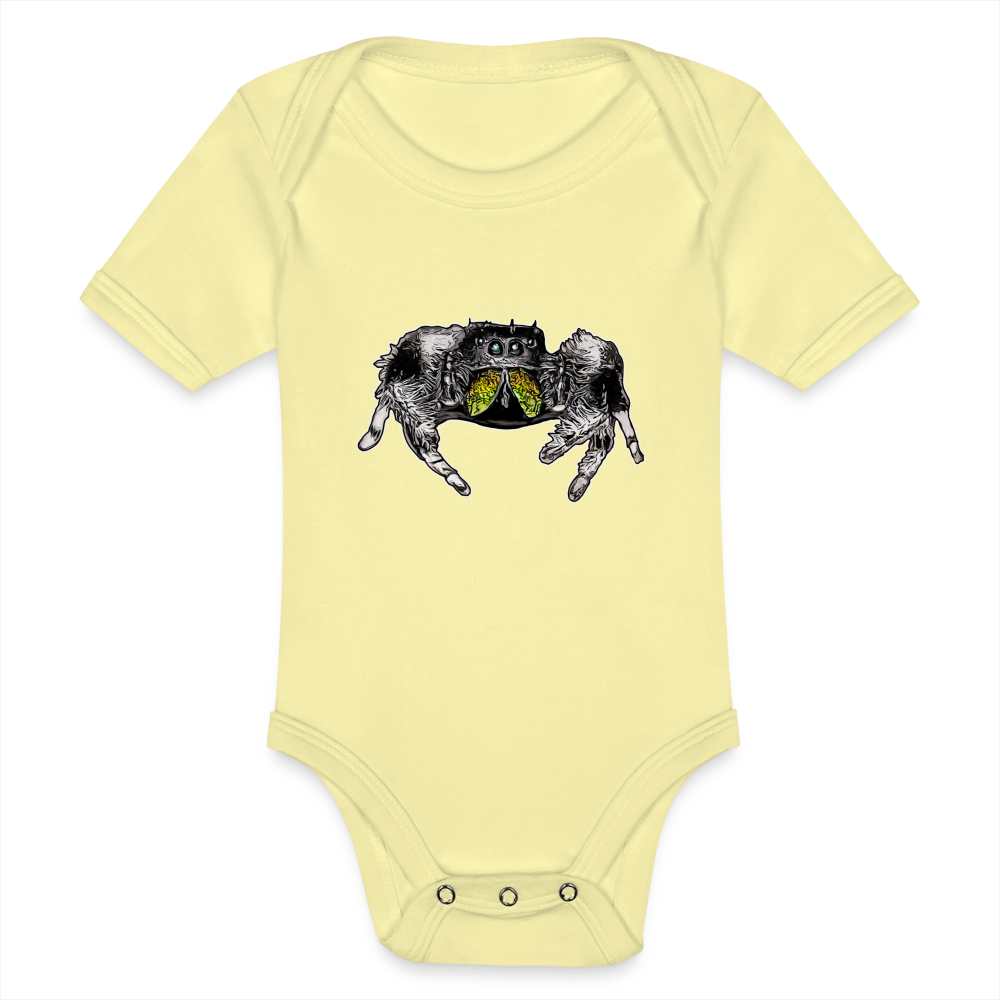 Baby Body kurz Phidippus regius Rastafari male - Hellgelb