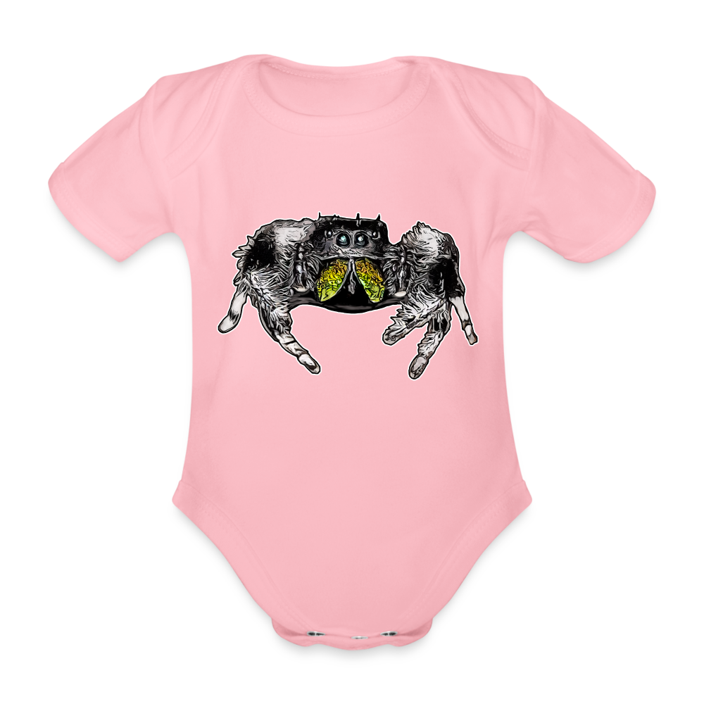 Baby Body kurz Phidippus regius Rastafari male - Hellrosa
