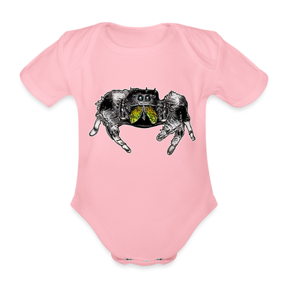 Baby Body kurz Phidippus regius Rastafari male - Hellrosa