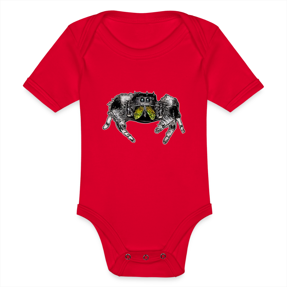 Baby Body kurz Phidippus regius Rastafari male - Rot