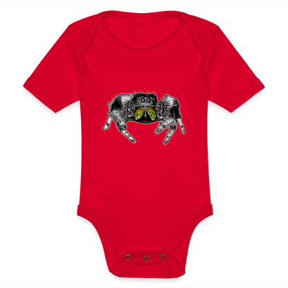 Baby Body kurz Phidippus regius Rastafari male - Rot