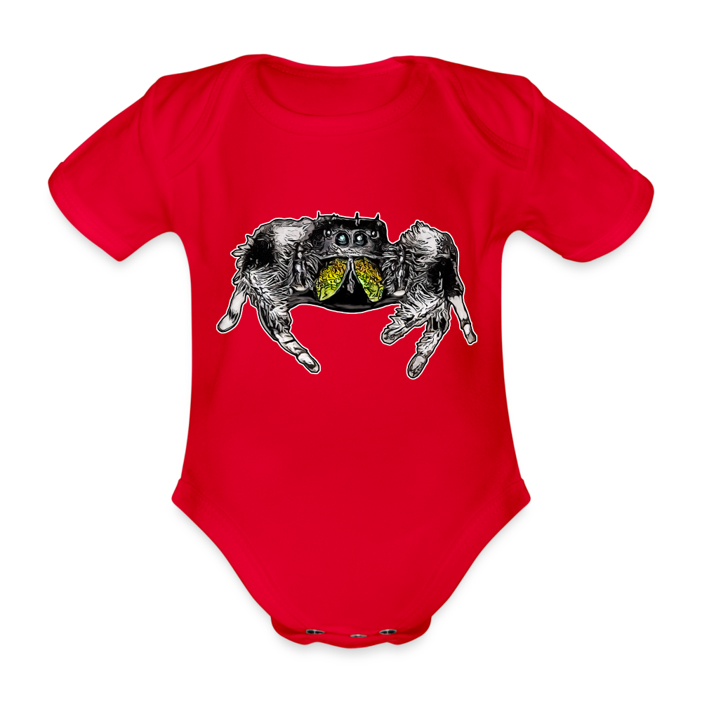 Baby Body kurz Phidippus regius Rastafari male - Rot
