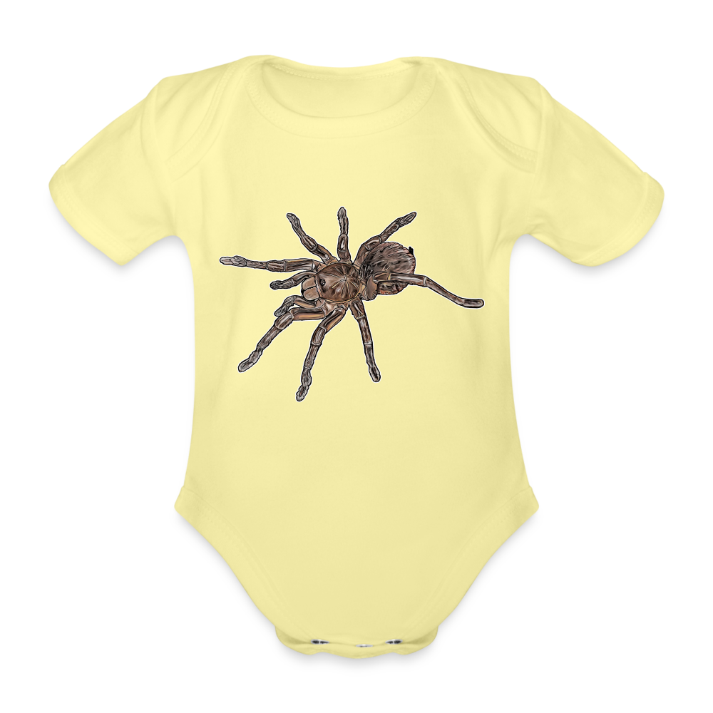 Baby Body kurz Theraphosa stirmi juvenile - Hellgelb