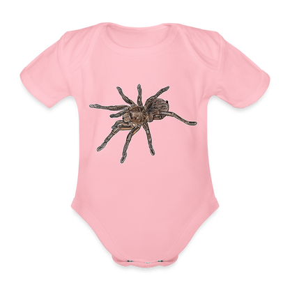 Baby Body kurz Theraphosa stirmi juvenile - Hellrosa