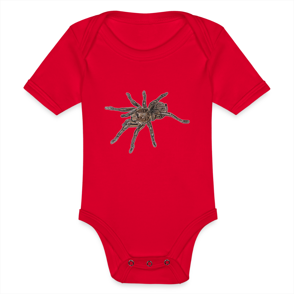 Baby Body kurz Theraphosa stirmi juvenile - Rot