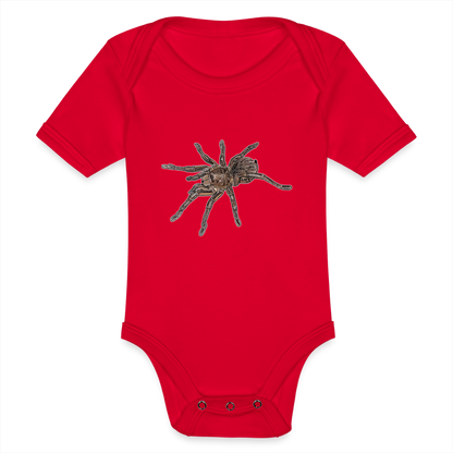 Baby Body kurz Theraphosa stirmi juvenile - Rot