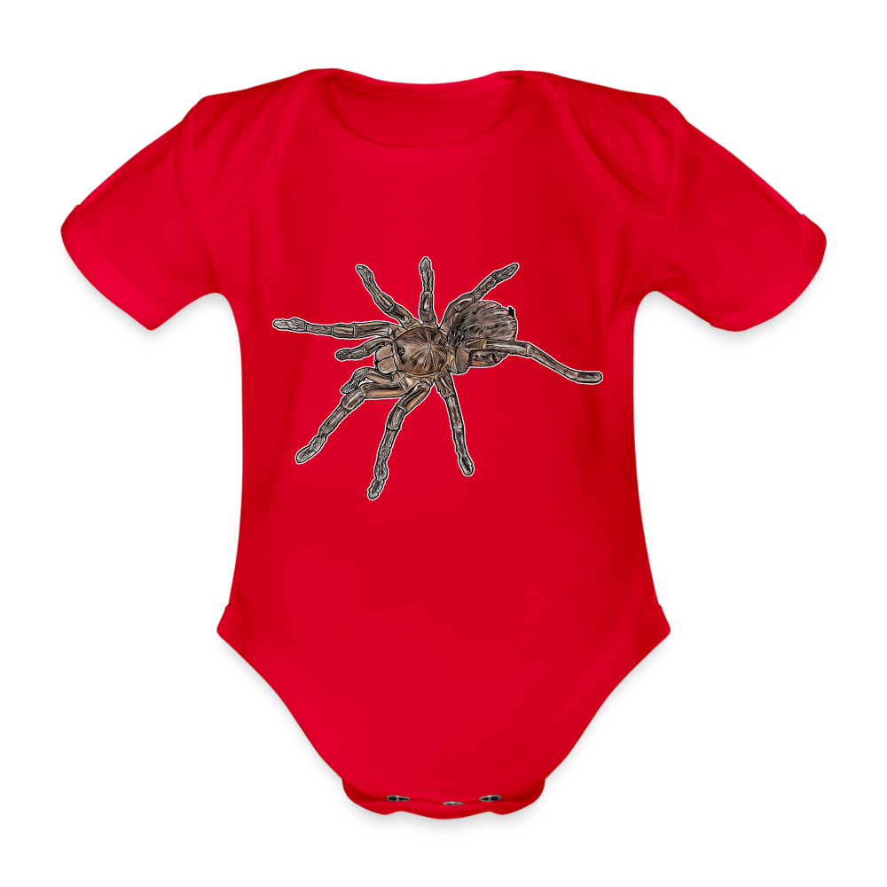 Baby Body kurz Theraphosa stirmi juvenile - Rot