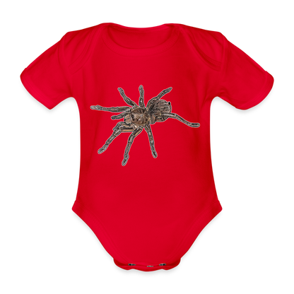 Baby Body kurz Theraphosa stirmi juvenile - Rot