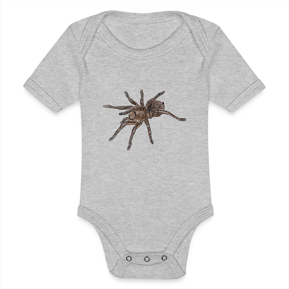 Baby Body kurz Theraphosa stirmi juvenile - Grau meliert