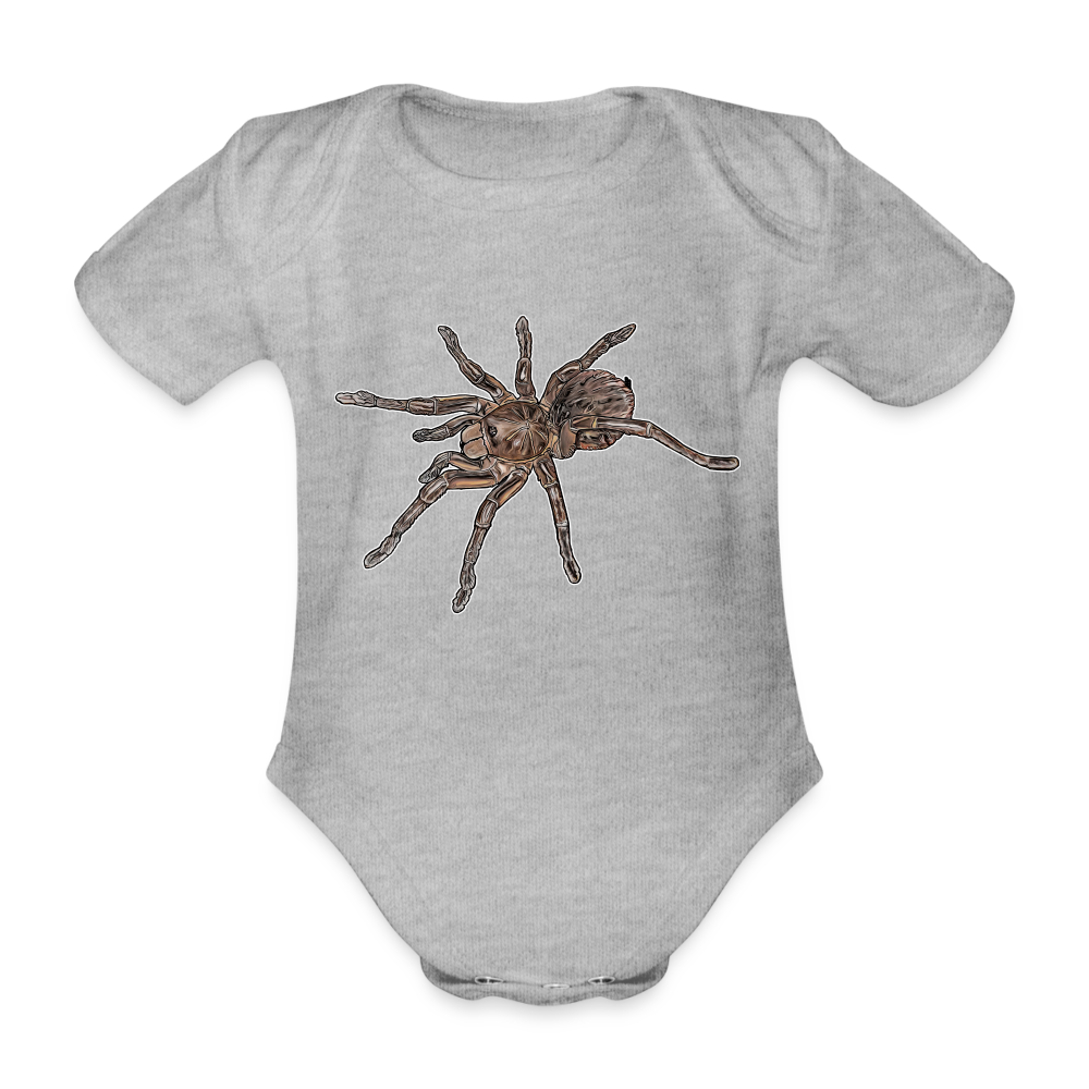 Baby Body kurz Theraphosa stirmi juvenile - Grau meliert
