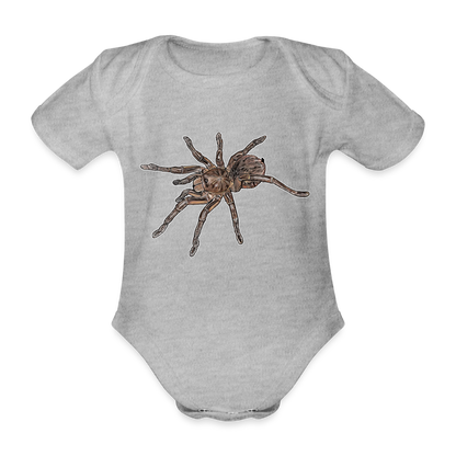 Baby Body kurz Theraphosa stirmi juvenile - Grau meliert