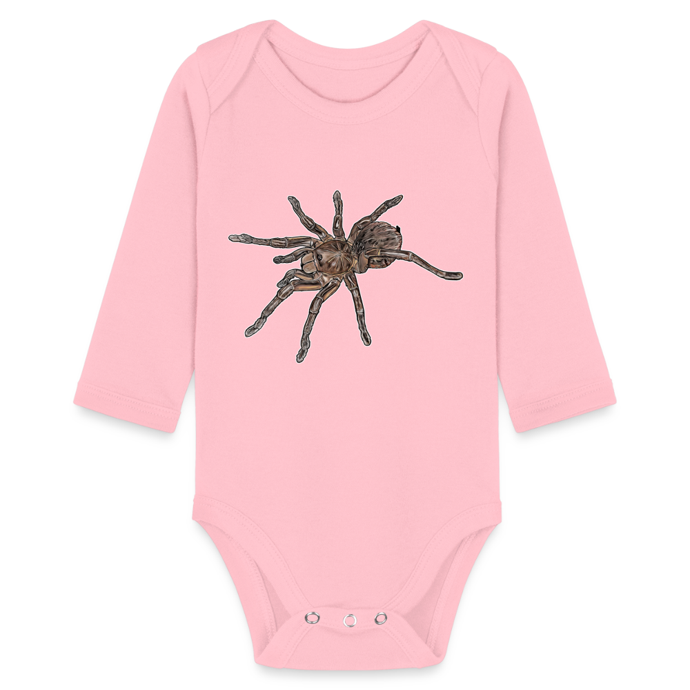 Baby Body lang Theraphosa stirmi juvenile - Hellrosa