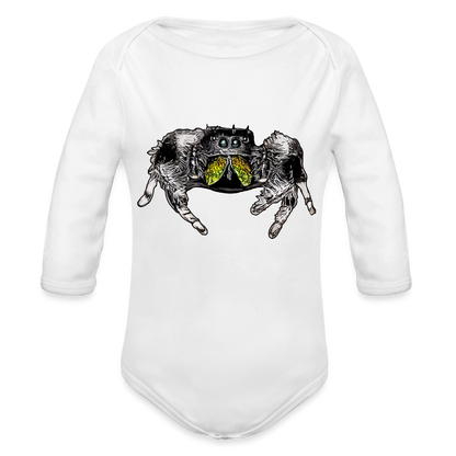 Baby Body lang Phidippus regius Rastafari male - weiß