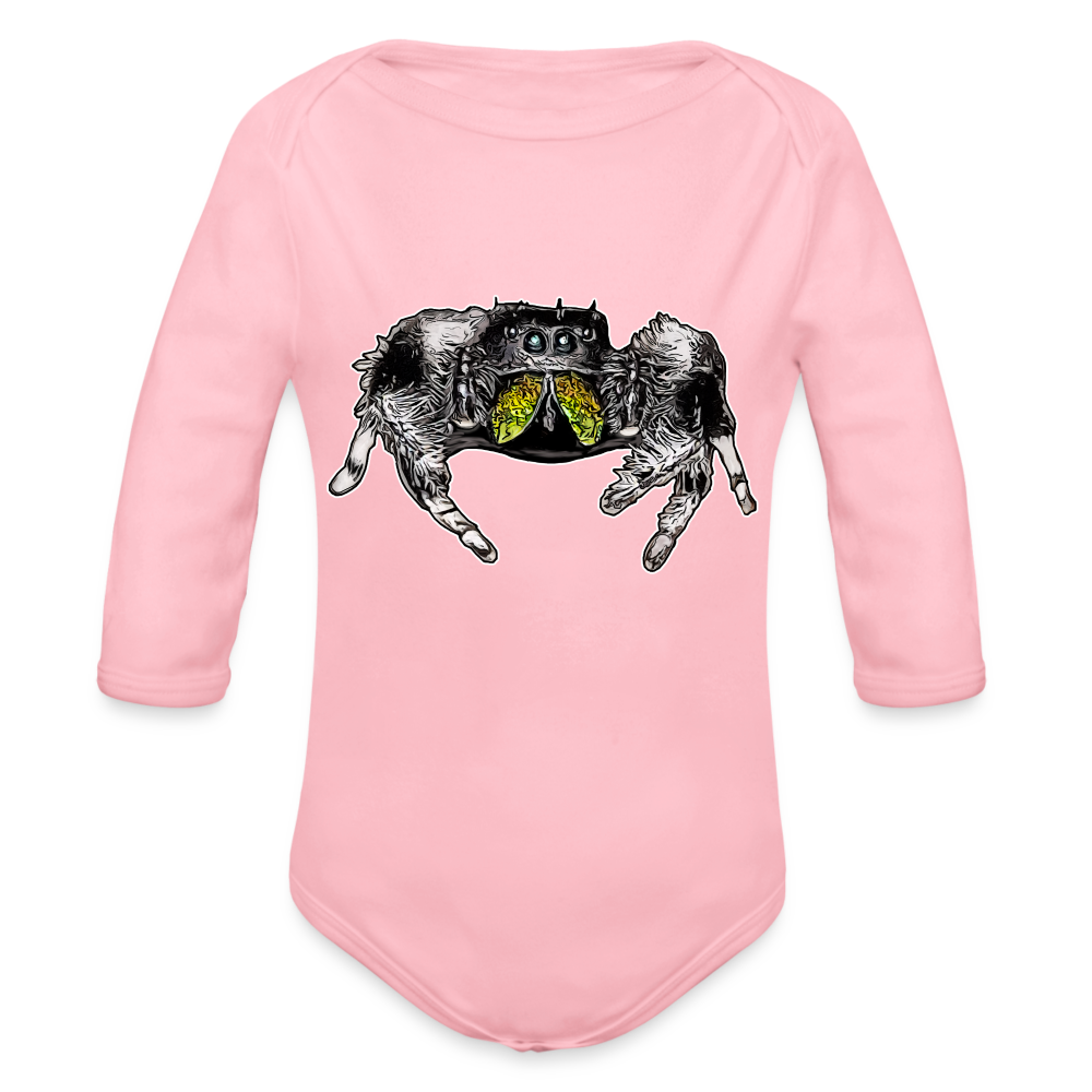 Baby Body lang Phidippus regius Rastafari male - Hellrosa