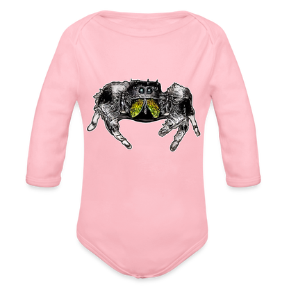 Baby Body lang Phidippus regius Rastafari male - Hellrosa