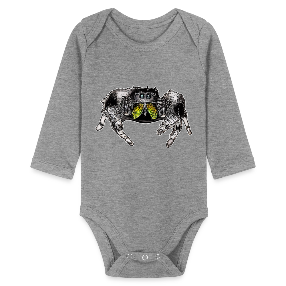 Baby Body lang Phidippus regius Rastafari male - Grau meliert
