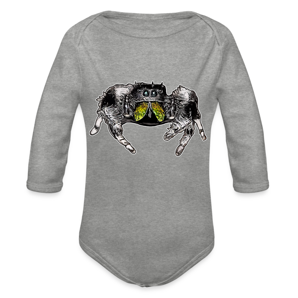 Baby Body lang Phidippus regius Rastafari male - Grau meliert