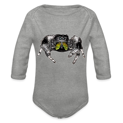 Baby Body lang Phidippus regius Rastafari male - Grau meliert