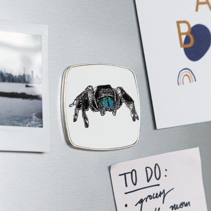 Kühlschrankmagnet eckig Phidippus regius Everglades male - weiß