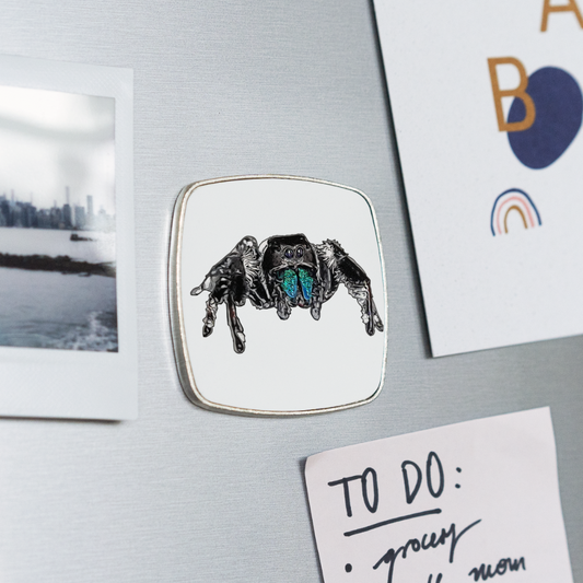 Kühlschrankmagnet eckig Phidippus regius Everglades male - weiß