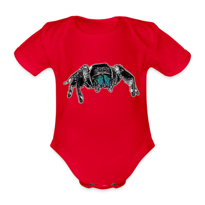 Baby Body kurz Phidippus regius Everglades male - Rot