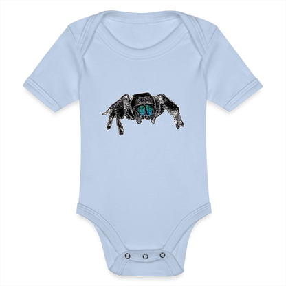 Baby Body kurz Phidippus regius Everglades male - Sky