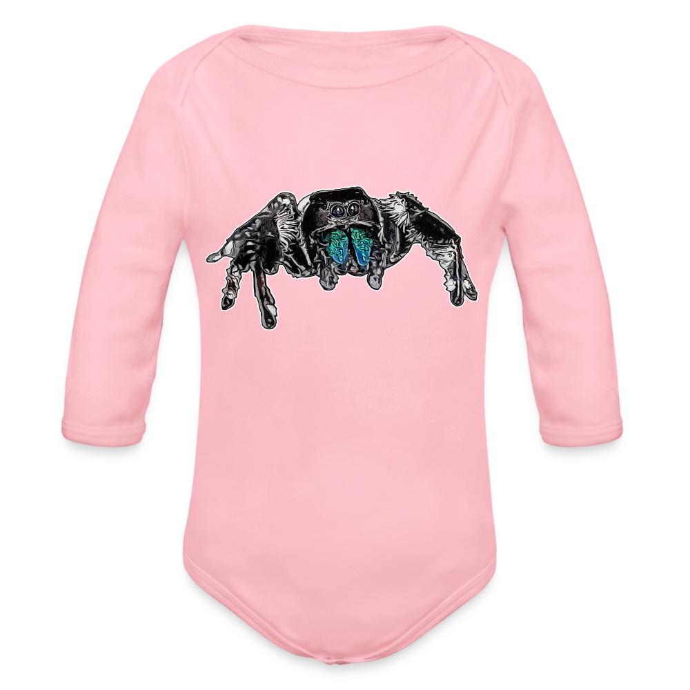 Baby Body lang Phidippus regius Everglades male - Hellrosa