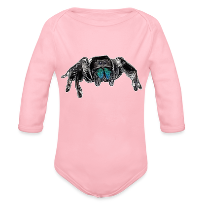 Baby Body lang Phidippus regius Everglades male - Hellrosa